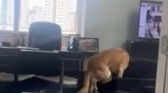 Cãozinho Berlim rouba a cena passeando pelo gabinete do prefeito de Balneário Camboriú