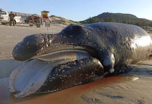 Filhote de baleia-franca de 5 metros é encontrado morto em praia de Florianópolis