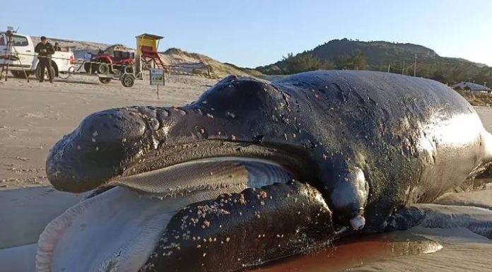 Filhote de baleia-franca de 5 metros é encontrado morto em praia de Florianópolis