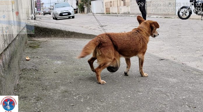 Cachorrinho vítima de maus tratos é resgatado em Tijucas