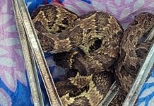 Cobra jararaca é retirada de dentro do guarda-chuvas