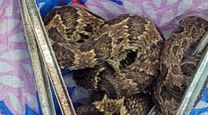 Cobra jararaca é retirada de dentro do guarda-chuvas