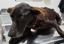 Cachorro infestado de parasitas é resgatado em Camboriú