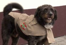 Cão resgatado ferido na frente de batalhão da PM é adotado por policiais e ganha ‘farda’ em SC