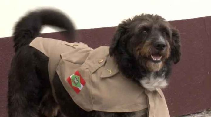 Cão resgatado ferido na frente de batalhão da PM é adotado por policiais e ganha ‘farda’ em SC