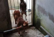 Pitbull fica prensado na grade e é resgatado pela Guarda Ambiental