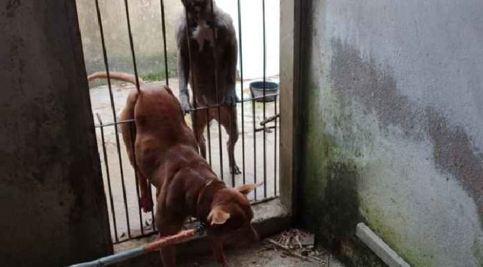 Pitbull fica prensado na grade e é resgatado pela Guarda Ambiental