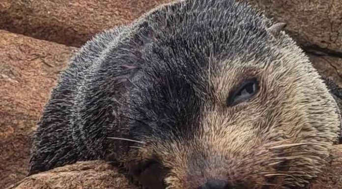Lobo-marinho passa dias descansando em praias de SC e recebe soro para hidratação