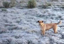 Serra de SC amanhece com geada e temperatura abaixo de -3°C;