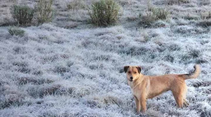 Serra de SC amanhece com geada e temperatura abaixo de -3°C;