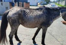 PM apreende carroça com tração animal em Navegantes