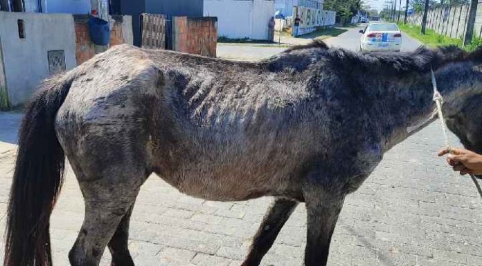 PM apreende carroça com tração animal em Navegantes