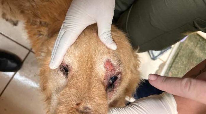 Homem é preso por maus tratos a um cão em Itapema