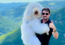 Poodle gigante de 30 kg faz sucesso nas redes sociais em SC