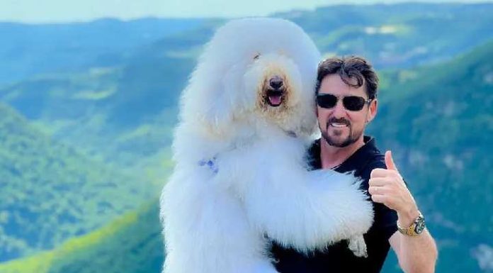 Poodle gigante de 30 kg faz sucesso nas redes sociais em SC