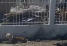 Casal de pitbull ‘destroça’ até a morte vira-lata em via pública de SC