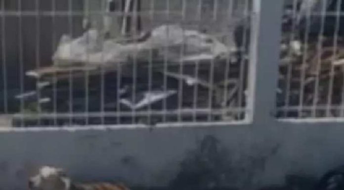Casal de pitbull ‘destroça’ até a morte vira-lata em via pública de SC