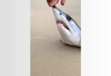 Cabeça de tubarão em perigo de extinção é encontrada em praia de SC