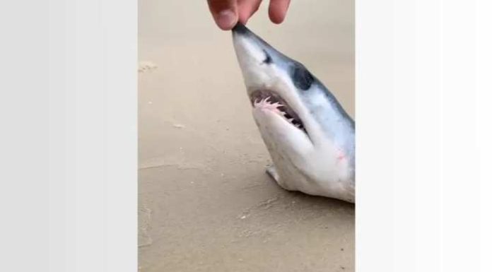Cabeça de tubarão em perigo de extinção é encontrada em praia de SC