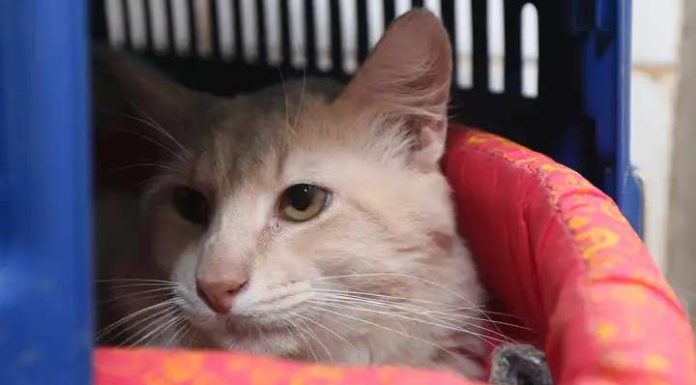 Animais também estão sujeitos a estresse devido às altas temperaturas
