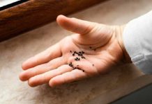 Combate à dengue: cuidados com a caixa d´água são importantes