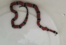 Coral-verdadeira é capturada após comer cobra maior do que ela em SC: ‘Ponta do rabo para fora’