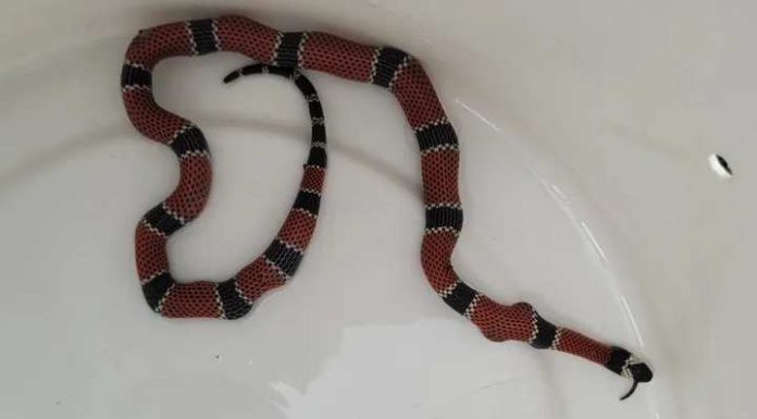 Coral-verdadeira é capturada após comer cobra maior do que ela em SC: ‘Ponta do rabo para fora’