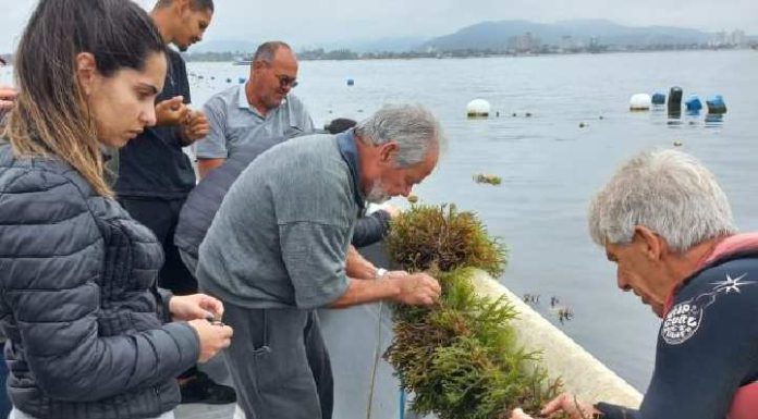 Maricultores e pescadores de Penha aprendem técnicas de cultivo de macroalga