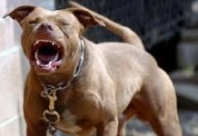 Mulher tem perna dilacerada em ataque de pitbull neste domingo