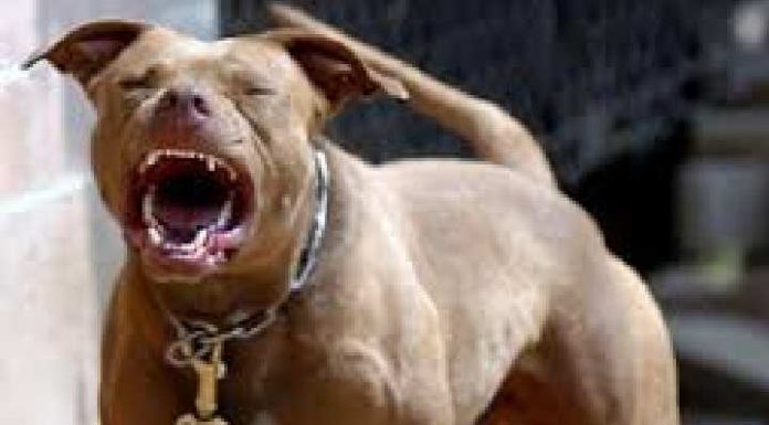 Mulher tem perna dilacerada em ataque de pitbull neste domingo