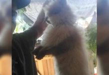 Homem faz “massacre de pets” para obrigar mulher a responder mensagem