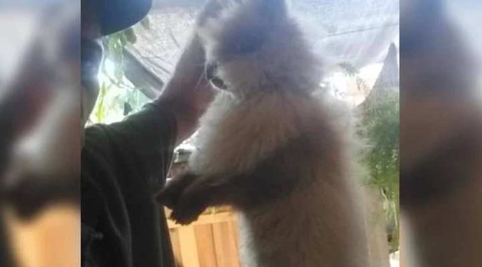 Homem faz “massacre de pets” para obrigar mulher a responder mensagem