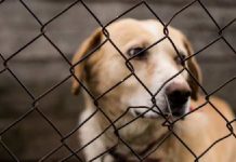 Coreia quer banir consumo de carne de cachorro