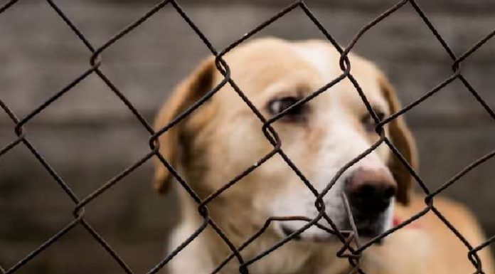 Coreia quer banir consumo de carne de cachorro