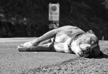 Homem é preso após matar cão pitbull a tiros