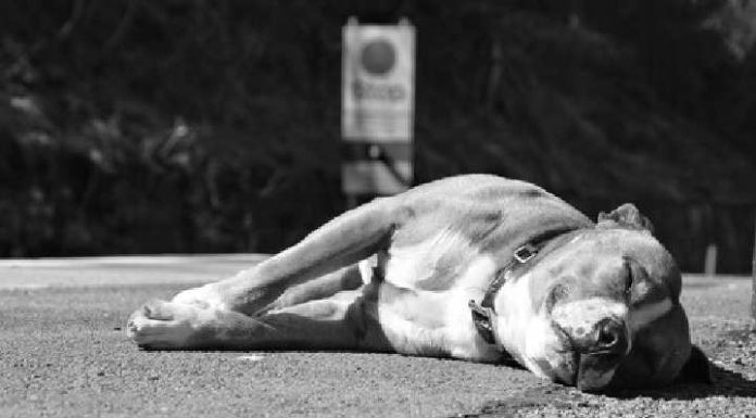Homem é preso após matar cão pitbull a tiros