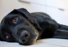 Cuidado! Descubra os 10 alimentos mais tóxicos para os cachorros
