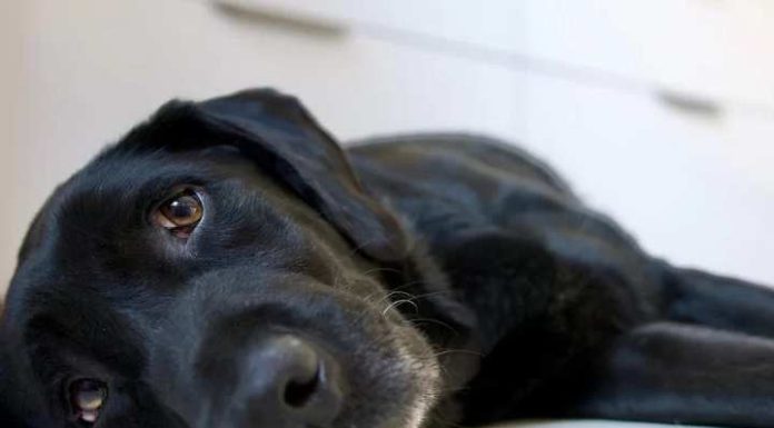 Cuidado! Descubra os 10 alimentos mais tóxicos para os cachorros