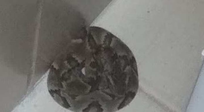 Cobra peçonhenta é capturada nos fundos de máquina de lavar roupa em Florianópolis