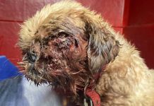 Cachorro em situação de maus-tratos é resgatado em São Francisco do Sul