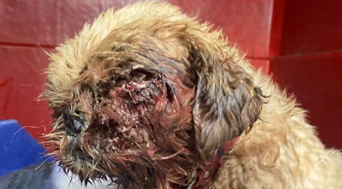 Cachorro em situação de maus-tratos é resgatado em São Francisco do Sul