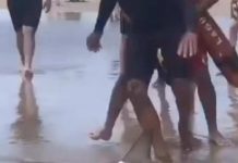 Tubarão em perigo de extinção é visto ‘colidindo com a perna’ de banhistas em SC