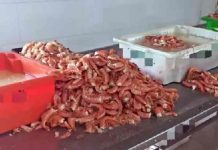 Mais de uma tonelada de camarão-rosa ilegal é apreendida em Penha