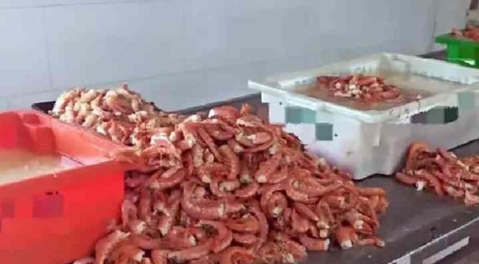 Mais de uma tonelada de camarão-rosa ilegal é apreendida em Penha