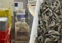 Ação contra pesca ilegal apreende mais 2,5 toneladas de camarão em Penha
