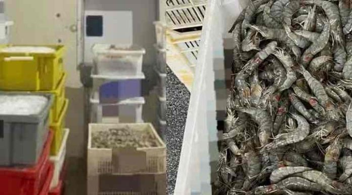 Ação contra pesca ilegal apreende mais 2,5 toneladas de camarão em Penha