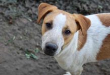 Animais resgatados pelo IMAP estarão em feira de adoção de cães e gatos neste sábado