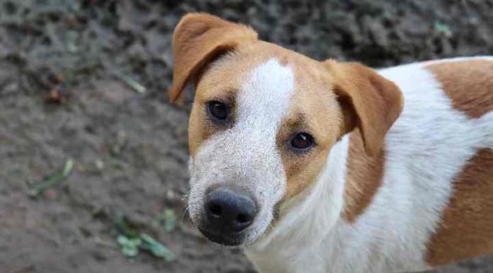 Animais resgatados pelo IMAP estarão em feira de adoção de cães e gatos neste sábado