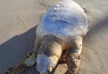 Moradores encontram tartaruga morta na Praia do Tabuleiro em Barra Velha