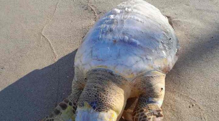 Moradores encontram tartaruga morta na Praia do Tabuleiro em Barra Velha